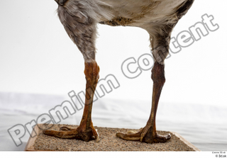 Greater white-fronted goose Anser albifrons leg 0018.jpg